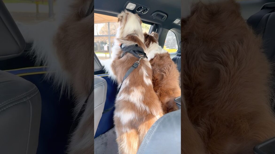 家族の帰りを待つ犬達が健気で可愛すぎる🥺🚗【ボーダーコリー・オーストラリアンシェパード】#shorts