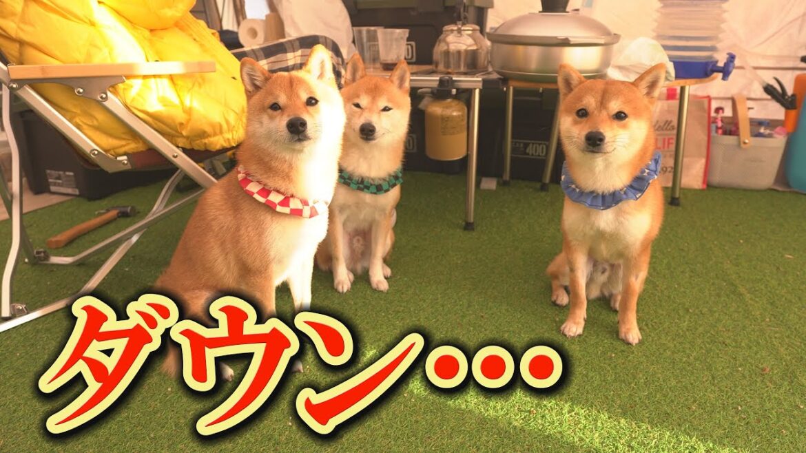 約３か月ぶりのキャンプなのに、全員早々とダウンしてしまいました・・・