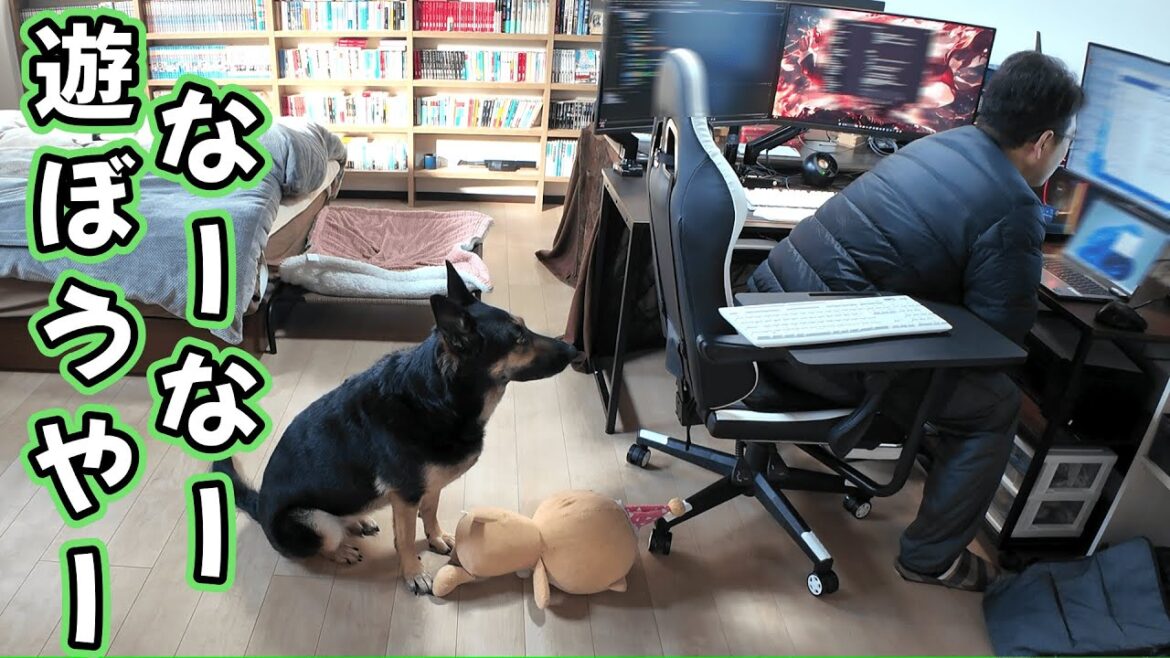 在宅勤務中のオヤジと遊びたい愛犬の猛アピールがかわいすぎましたｗ