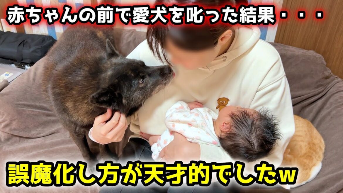 賢い甲斐犬を赤ちゃんと子供の前で叱ったらこうなりましたw