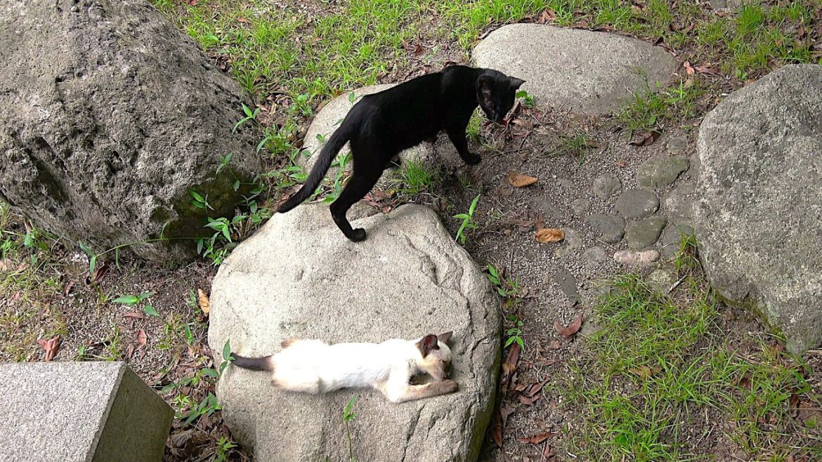 黒猫に呼ばれてついて行ったらシャム子猫が大変なことに🚑