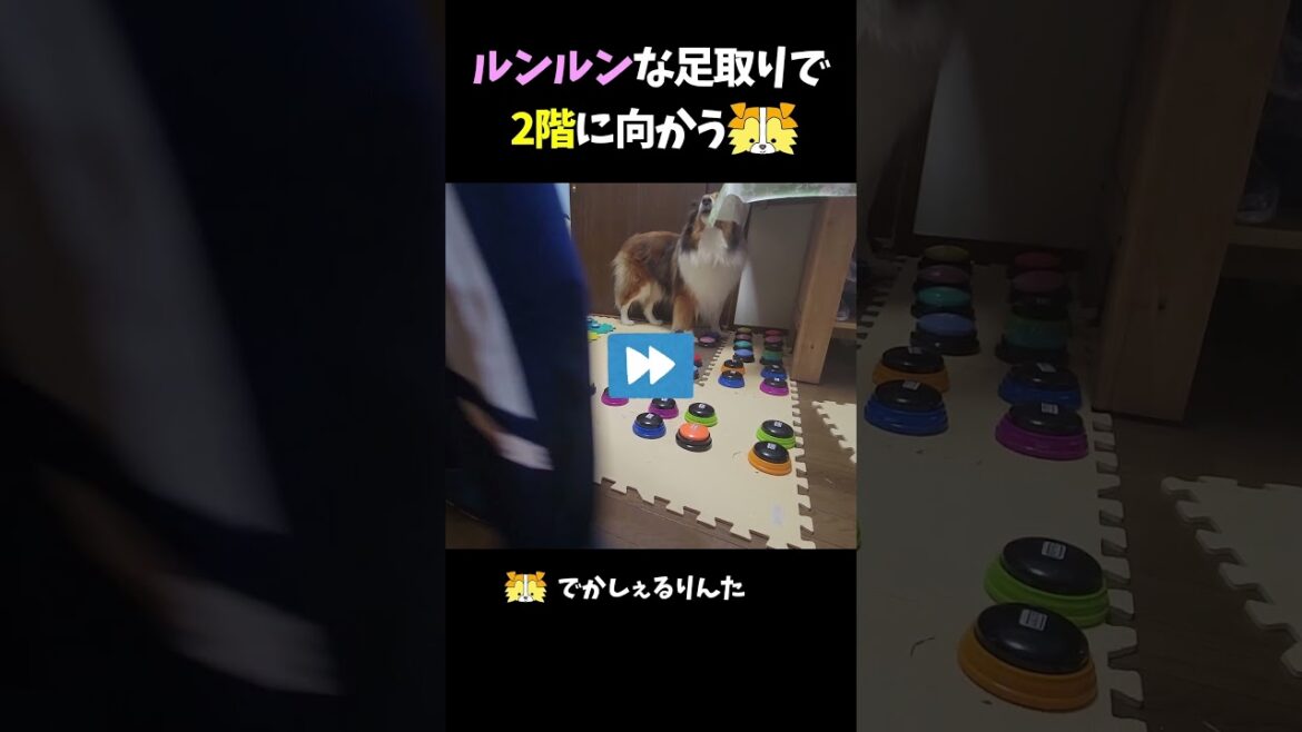 ルンルンな足取りで2階に向かうシェルティ【会話ボタンでしゃべる犬】 #shorts #dog #犬