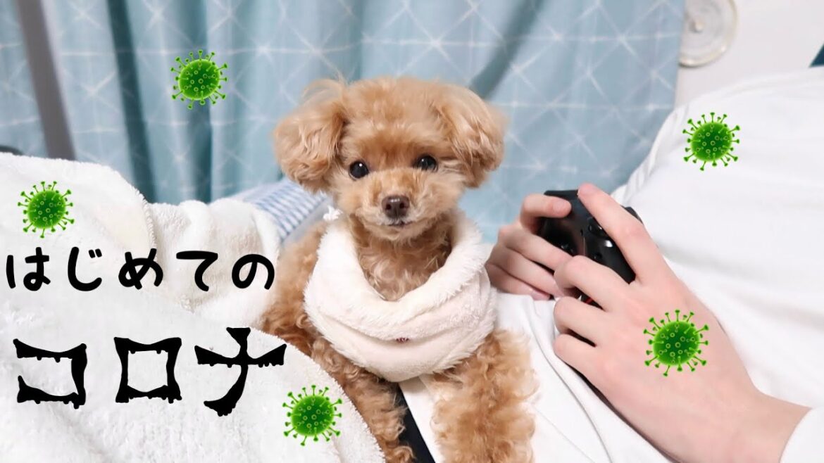 【悲報】初めてのコロナ感染【トイプードルのコロン】