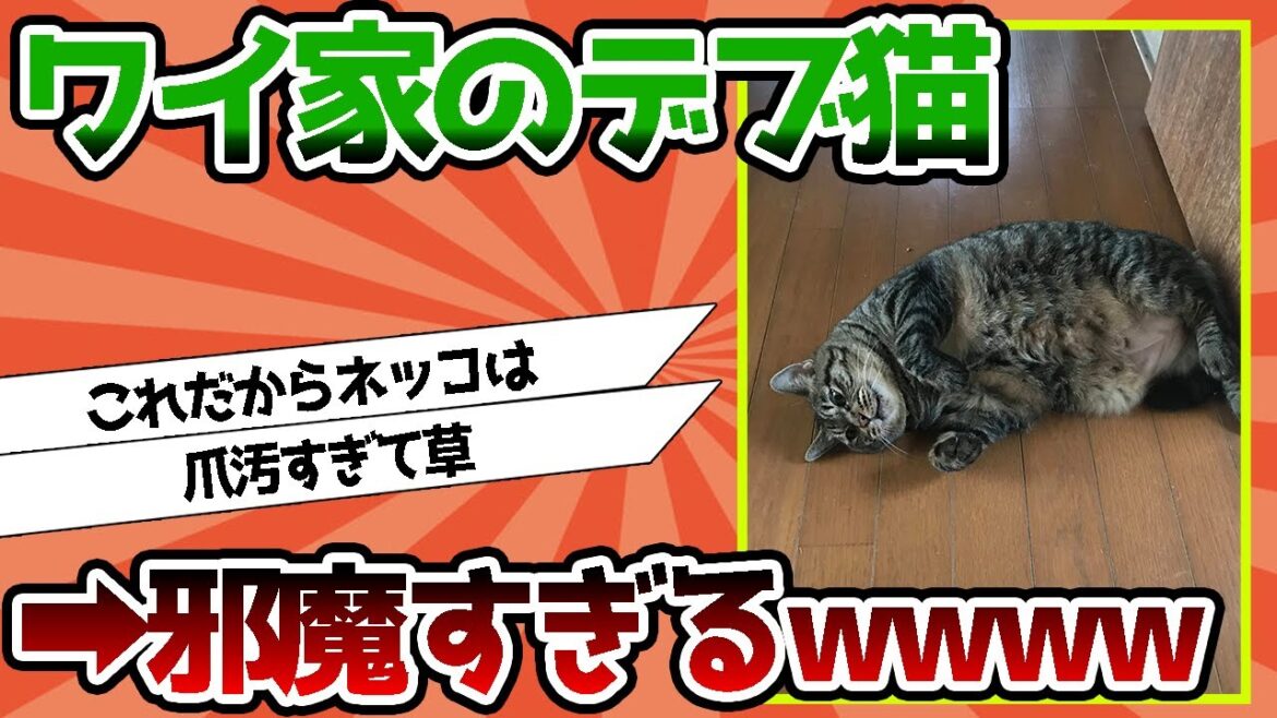 【2ch動物スレ】ワイ家のデブ猫、邪魔すぎるwwwwww