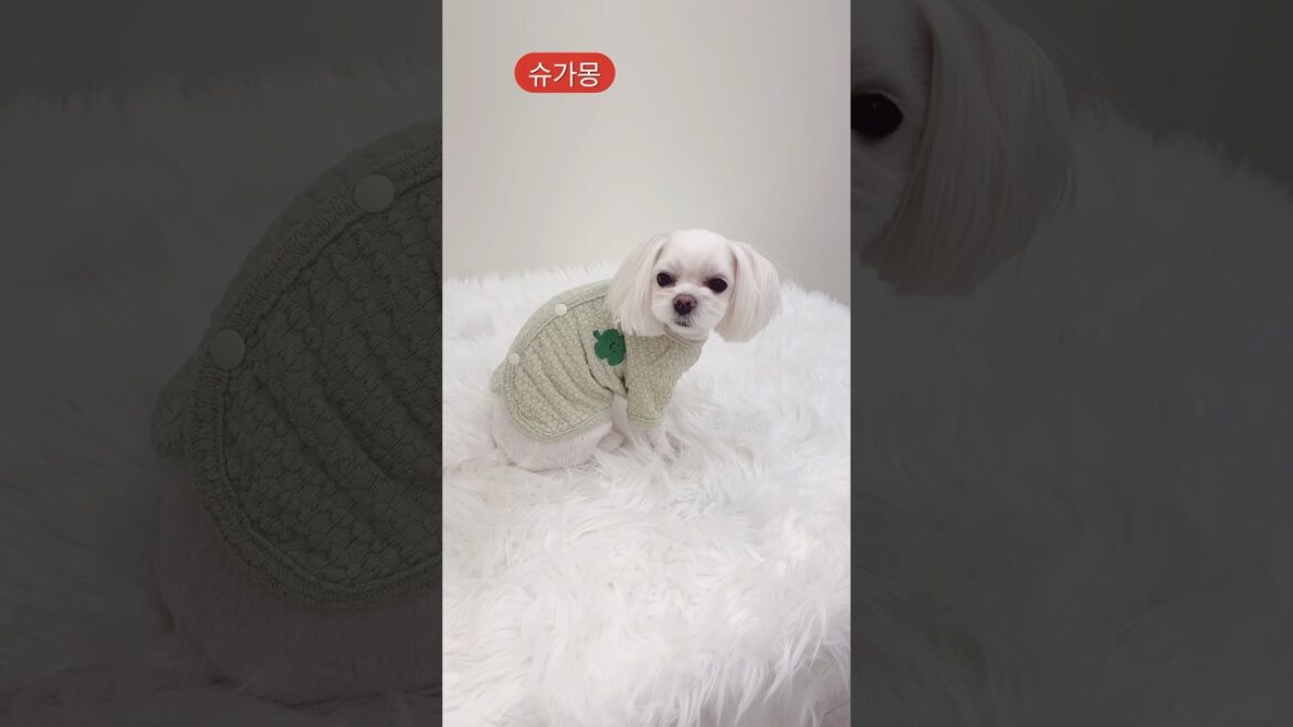봄느낌 물씬~ 행운의 네잎클로버 강아지가디건 #슈가몽 #강아지 #신상소개