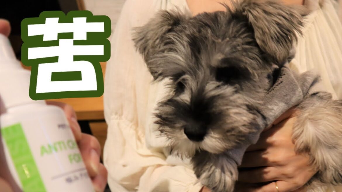 【ミニチュアシュナウザー】アマガミ予防 噛みグセ防止スプレー～ANTI CHEW【mini schnauzer】