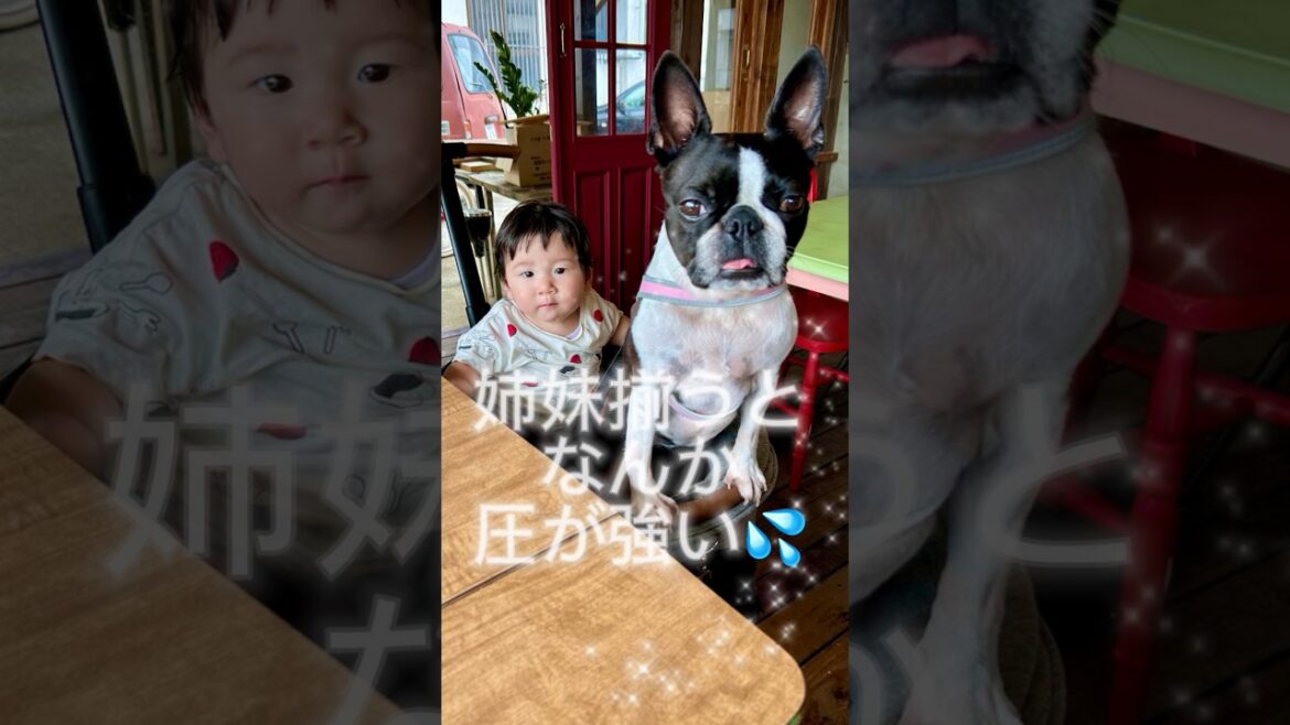 姉妹揃うとなんか圧が強い🐶👶【ボストンテリア】こむぎ♪ #shorts