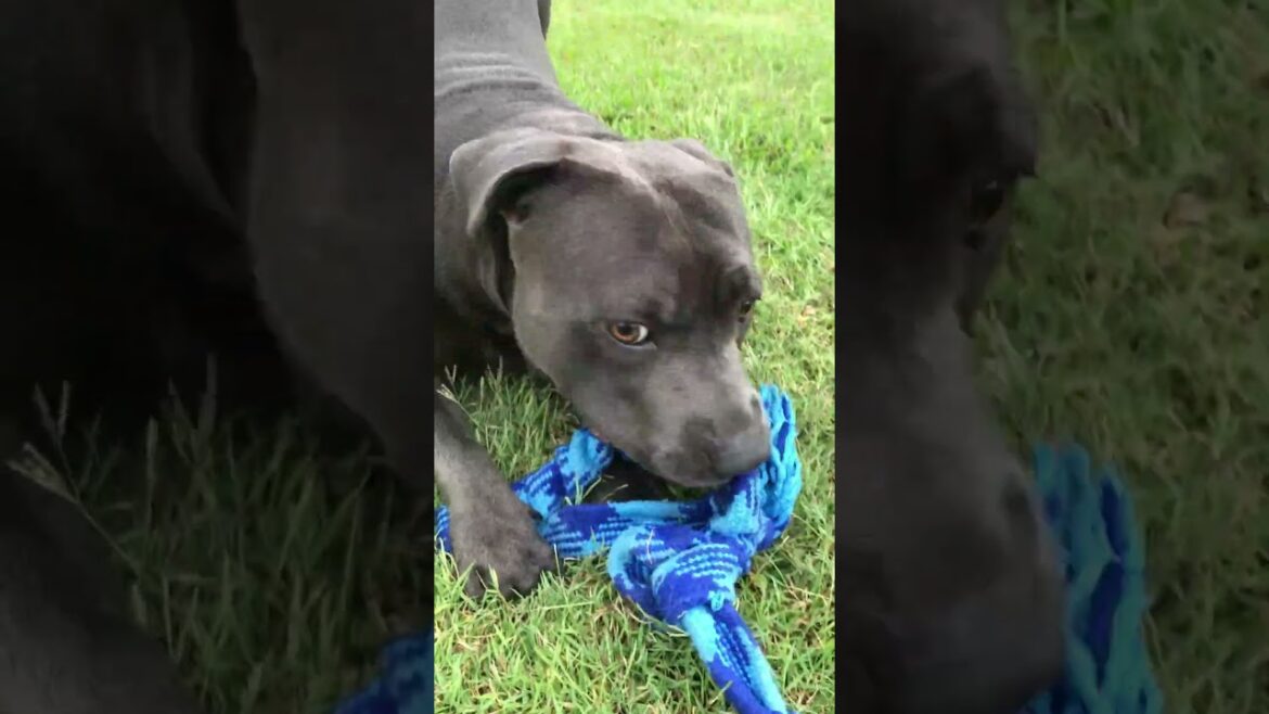 Tug Of War! Staffy Time! #doglover #dogshorts #dogowner #cutedog  #bluestaffy