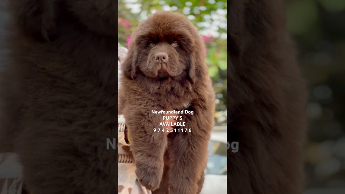 Gigantic Fluffy Newfoundland Puppy #newfoundland #newfoundlanddog #cute #dog #puppy