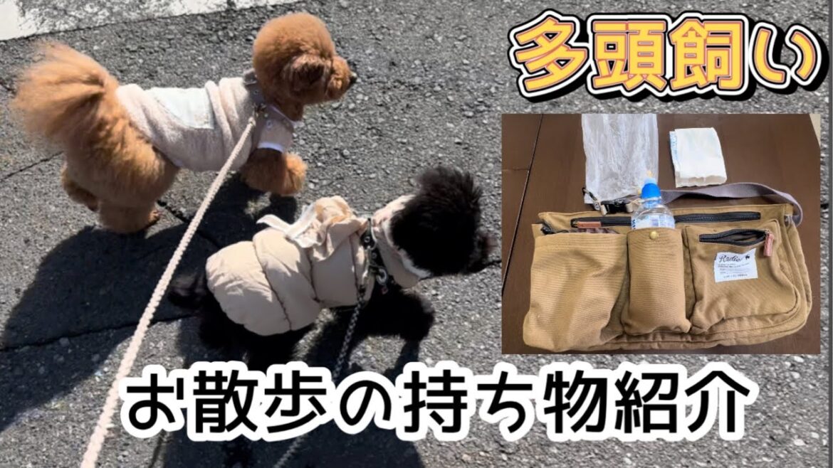 【犬のお散歩グッズ】トイプードル多頭飼いのお散歩に行く時の持ち物は？〜ご近所編〜