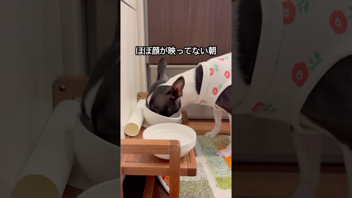 おはよう！メルの朝ごはん #bostonterrier #ボストンテリア   #ボステリ