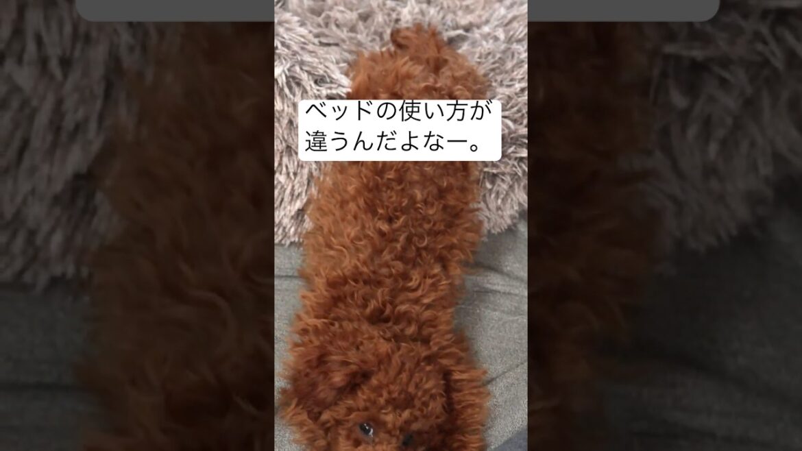 なかなか全身、入らんなー。トイプードル。　#ティーカッププードル  #トイプードル  #子犬