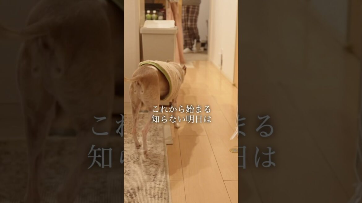 住みなれた家を出る事になりました【イタグレ】【ウィペット】#shorts #dog