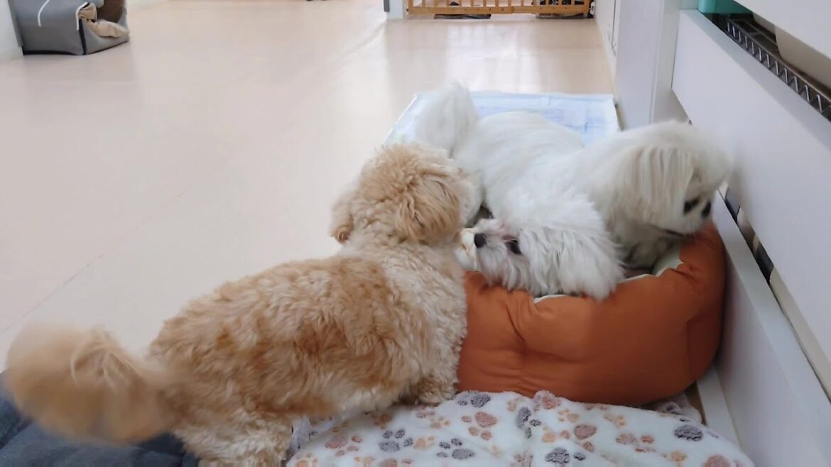 ペキ族と2対1の戦いを強いられるマルチワ　🐶ひみつきちなう！①🐶  2025年2月20日