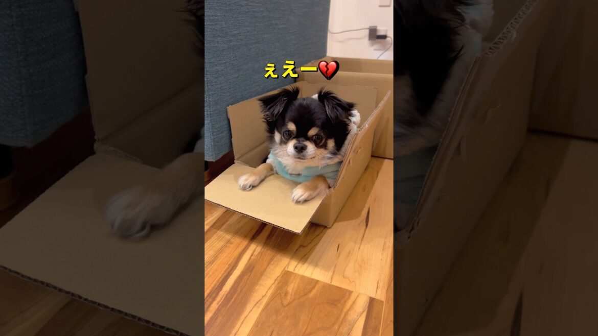 箱入り息子と箱入り娘😂#柴犬 #チワワ #shorts