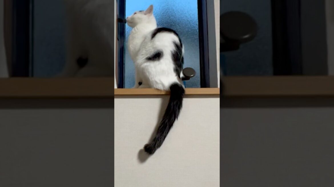 窓枠に上がったものの降りられなくなる猫ミルクTerminal Rangers#保護猫 #ねこ #ミルねーさん #猫の日#shorts