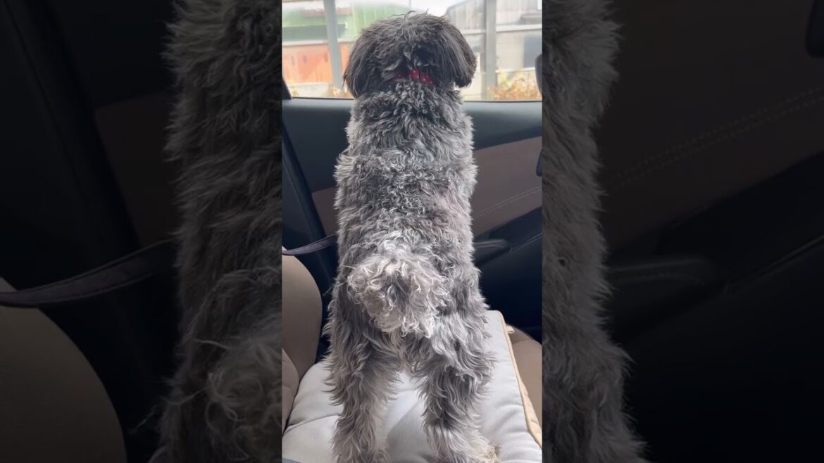 トリミングの変化#ミニチュアシュナウザー #miniatureschnauzer