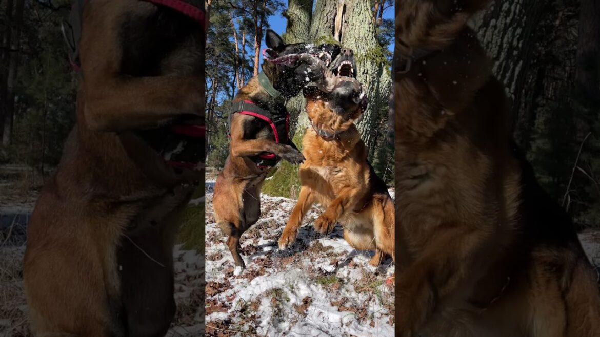 German Shepherd Nicole versus Belgian Malinois Linda