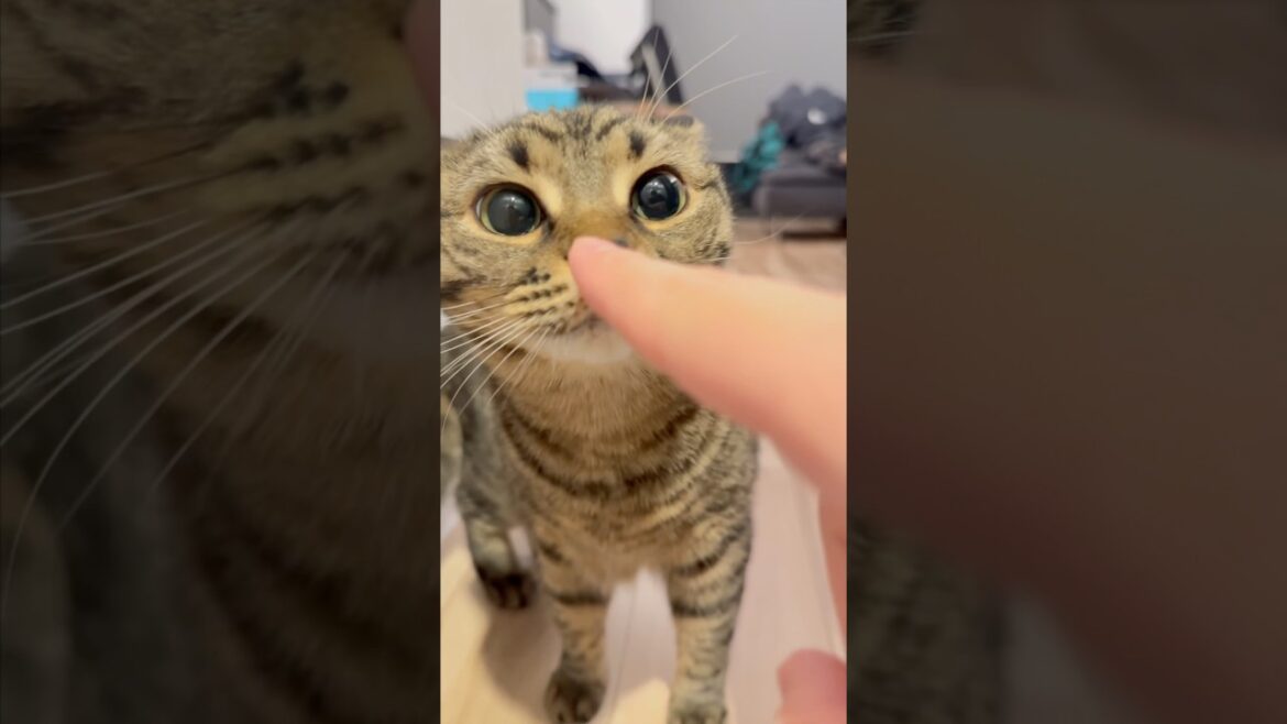パパ帰宅で我先にお出迎えする猫たちwww #shorts #猫 #cat