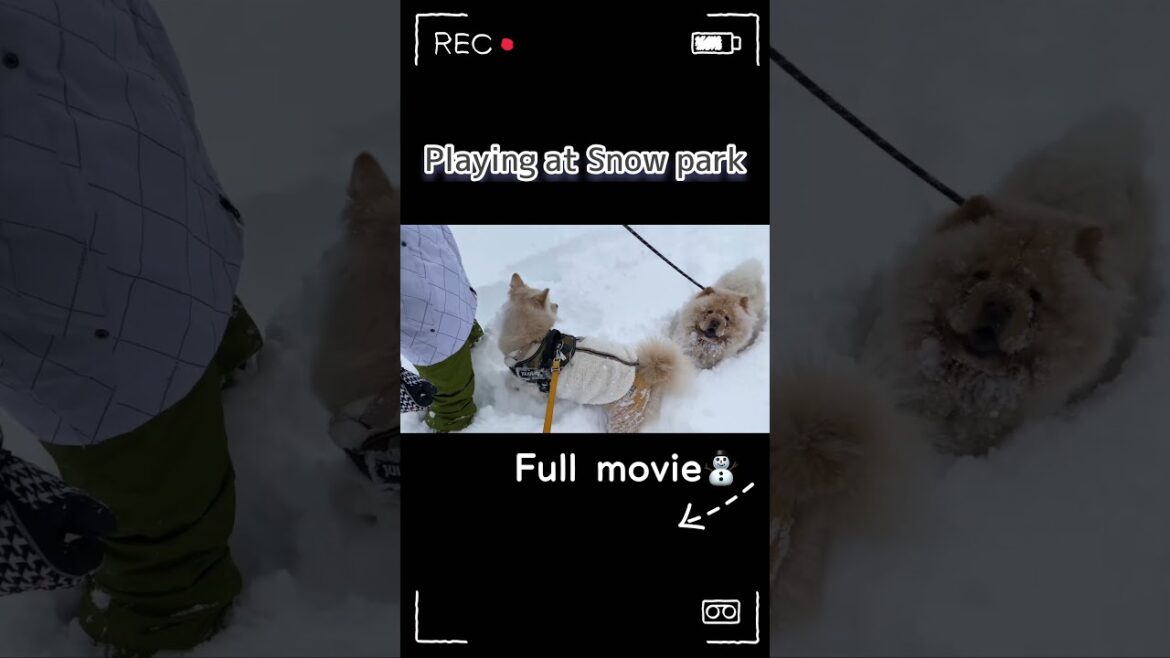 Going skiing with dogs　#shorts #chowchow #dog #puppy #チャウチャウ #もふもふ #動物 #子犬 #犬