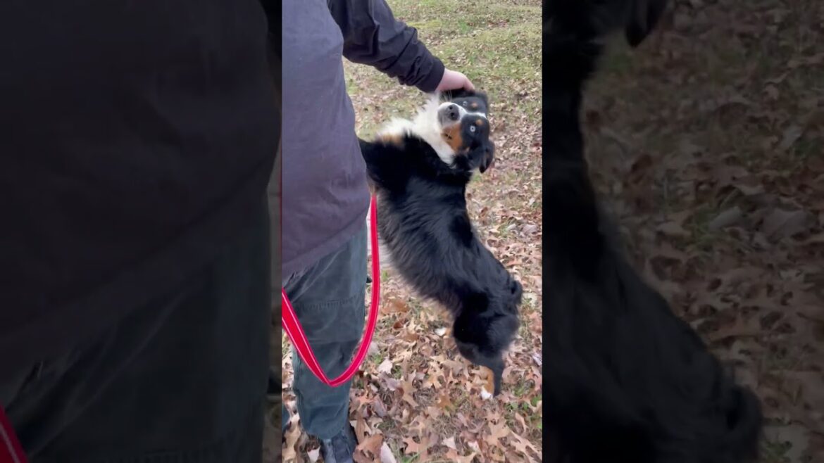 Rocco the Australian Shepherd #adoptme
