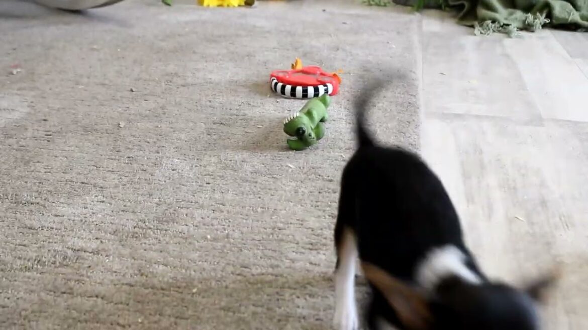 Chihuahua Puppies For Sale