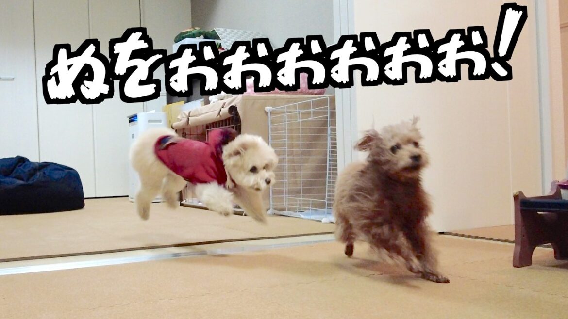 兄犬をお風呂にいれたら兄妹で大暴走が始まって大変でした！【トイプードル】