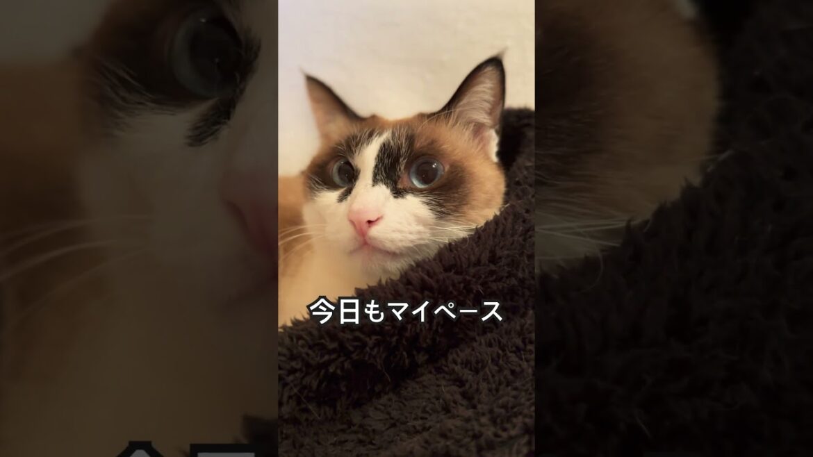 猫の瞳って綺麗ですよね😊_#shorts #cat #猫 #catlover #スノーシュー