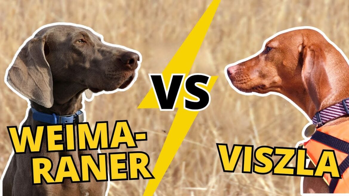 Weimaraner vs. Viszla: das ultimative Jagdhunde-Duell!