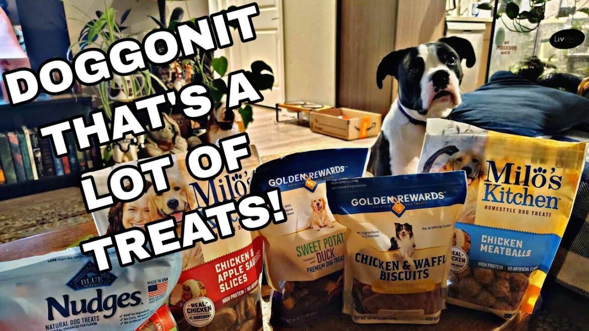 Boxer Dog Trick for Treats. Sammie is about to DEVOUR big bags of Treats. A DOGGIE ADDICTION!