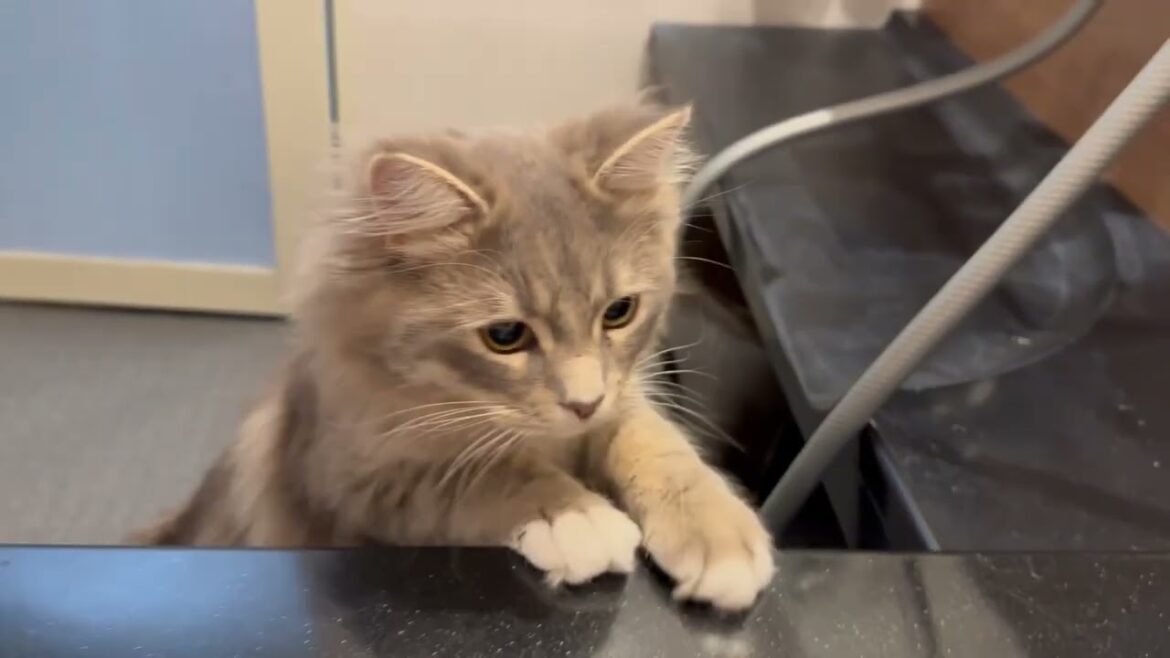 お風呂まで一緒に来て浴室に居座る猫　サイベリアンA cat following me to the bathroom. Siberian