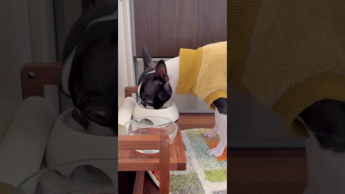 おはよう！メルの朝ごはん #ボストンテリア #ボステリ #bostonterrier