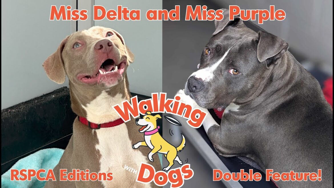 Walking With Dogs - RSPCA Editions - Walks - Miss Purple  and Miss Delta