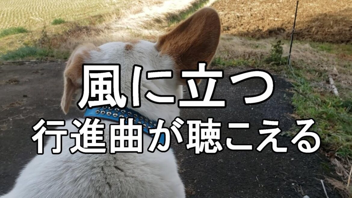 風に吹かれて立つ犬の耳がかわいい、行進曲が聴こえる変なおもしろ動画