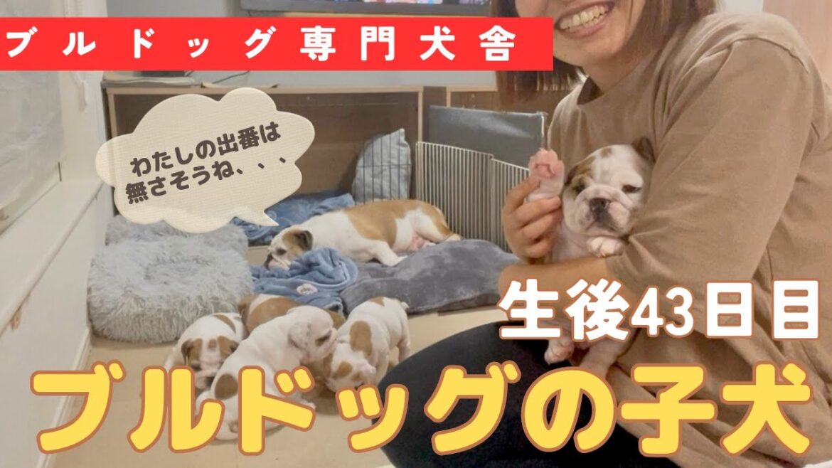 生後43日目 ブルドッグの子犬を1人ひとりを紹介していきます🐶 生後43日目 ブルドッグの子犬を1人ひとりを紹介していきます🐶