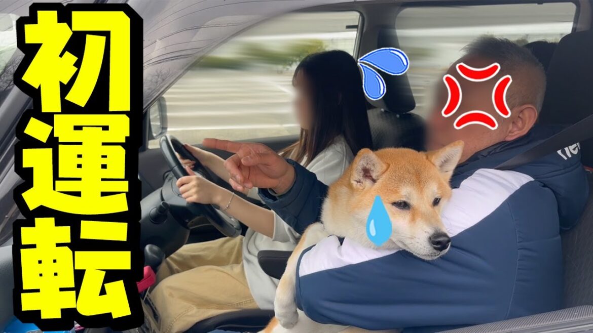 恐怖の娘の初ドライブで柴犬姉妹を乗せて出かけたら、まさかの… 恐怖の娘の初ドライブで柴犬姉妹を乗せて出かけたら、まさかの…