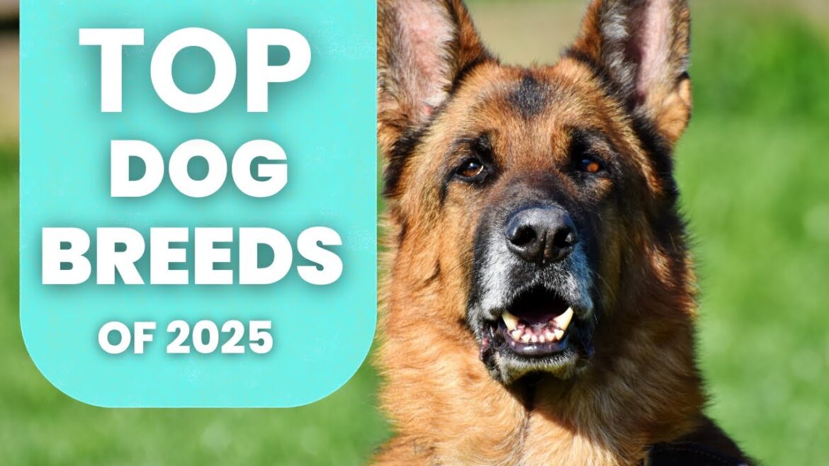 Top 10 Most Popular Dog Breeds of 2025 | Find the Perfect Dog for Your Lifestyle!