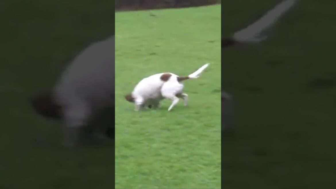 Meet the Airedalle Terrier #shorts #pets #dogs