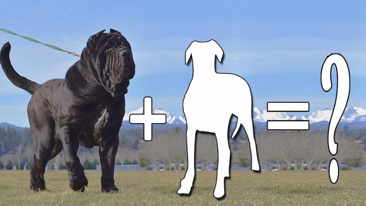 Top 8 Neapolitan Mastiff Mix / Neapolitan Mastiff Mixes