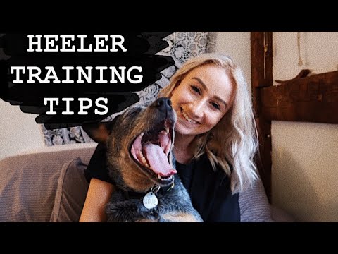 5 MUST KNOW DOG TRAINING TIPS | Australian Cattle Dog 5 MUST KNOW DOG TRAINING TIPS | Australian Cattle Dog