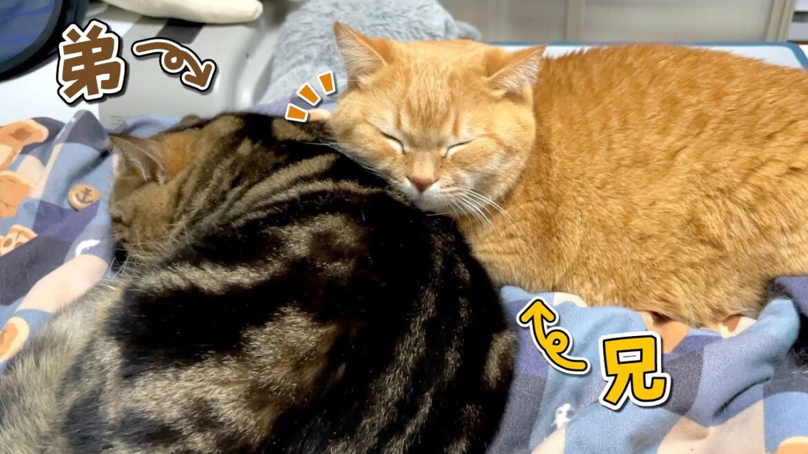 弟猫が寝ている間にこっそり甘える兄猫が可愛すぎる…！