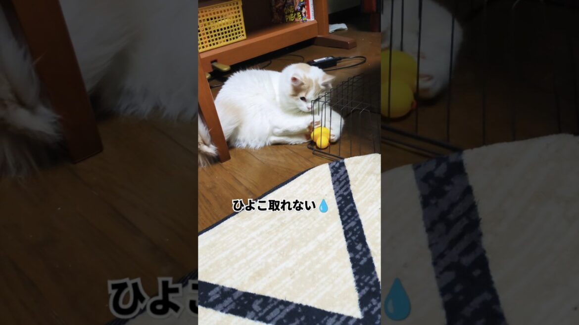 【スコティッシュフォールド】取りたい！！#猫 #cat #猫のいる暮らし #スコティッシュフォールド