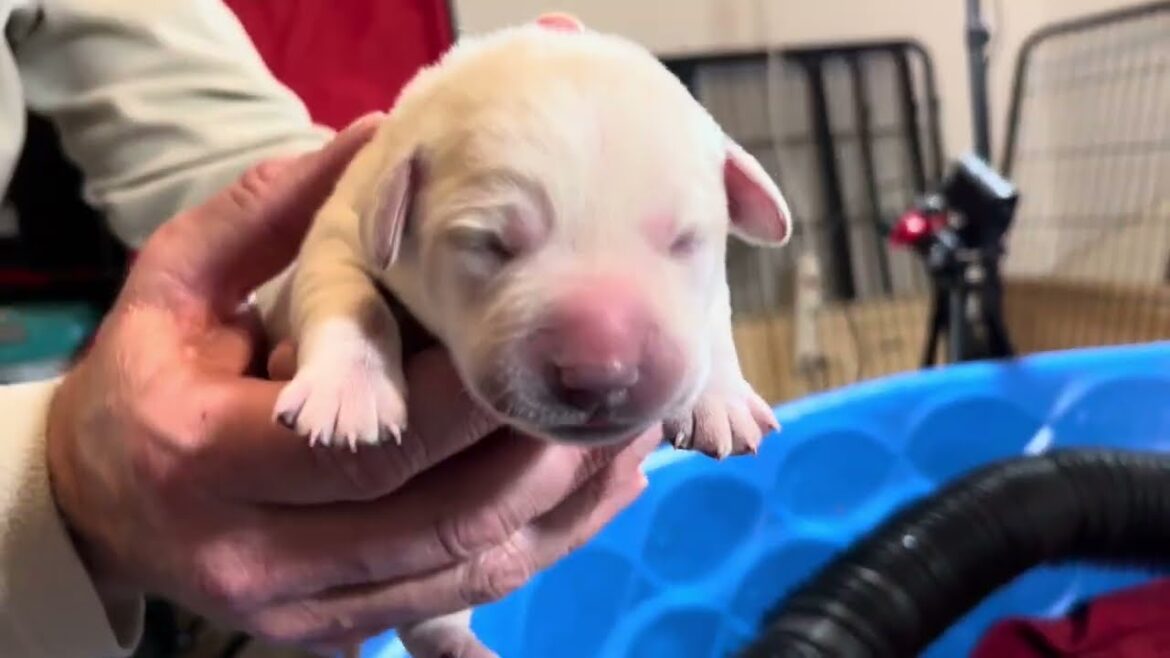Flashback Friday: Adorable Lab Puppies WEIGH IN on their 4th Day of Life #labrador #puppy Flashback Friday: Adorable Lab Puppies WEIGH IN on their 4th Day of Life #labrador #puppy