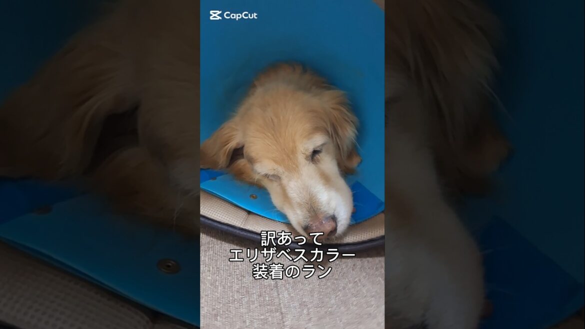 今は元気一杯です😁#shorts ゴールデンレトリバー#エリザベスカラー