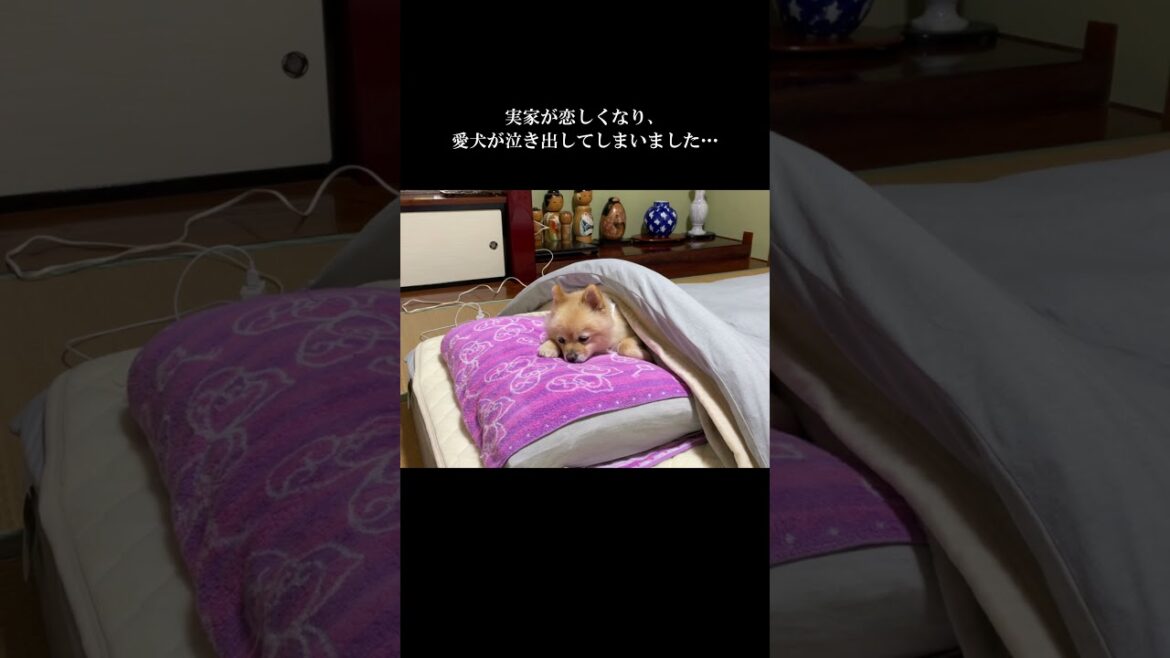 福島の実家が恋しくなり、愛犬が泣き出してしまいました…  #shorts