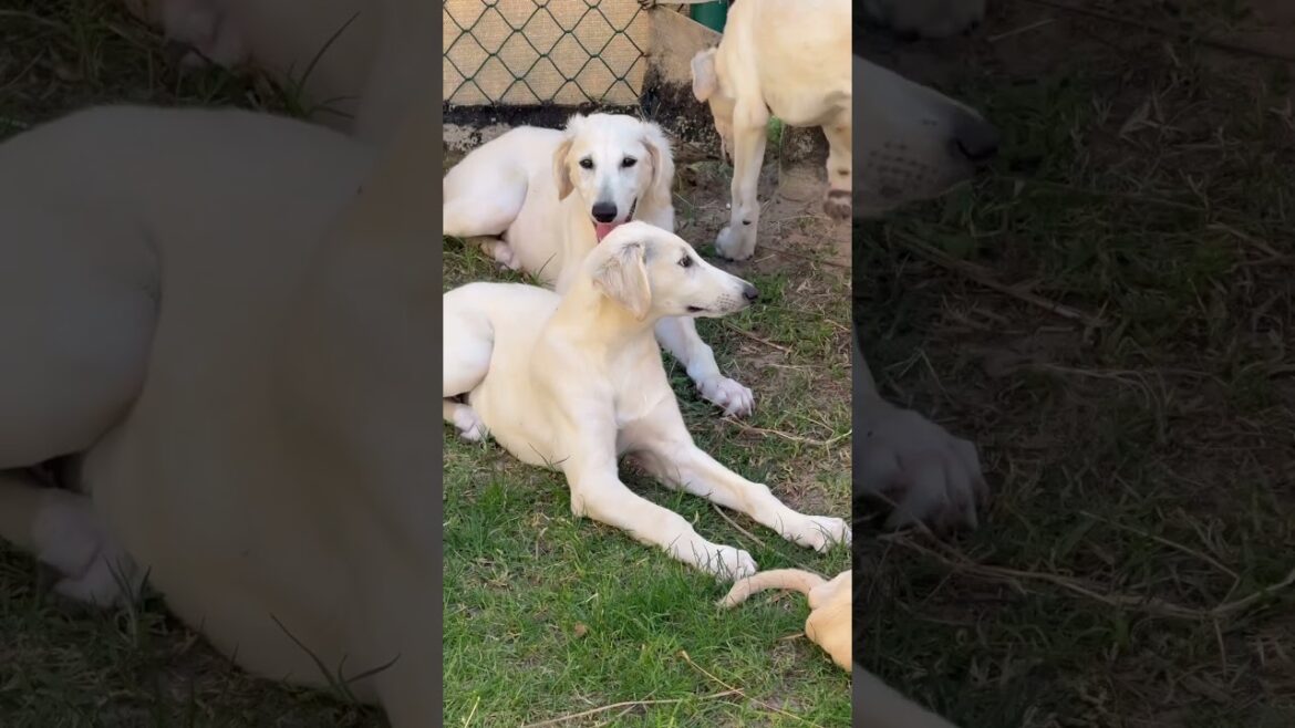 Clone Arabian Saluki
