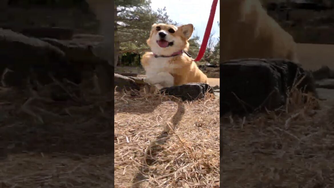 段差を越えてついてくるコーギー / The Corgi cleared the small hurdle and trotted after me #コーギー #corgi #サクラ