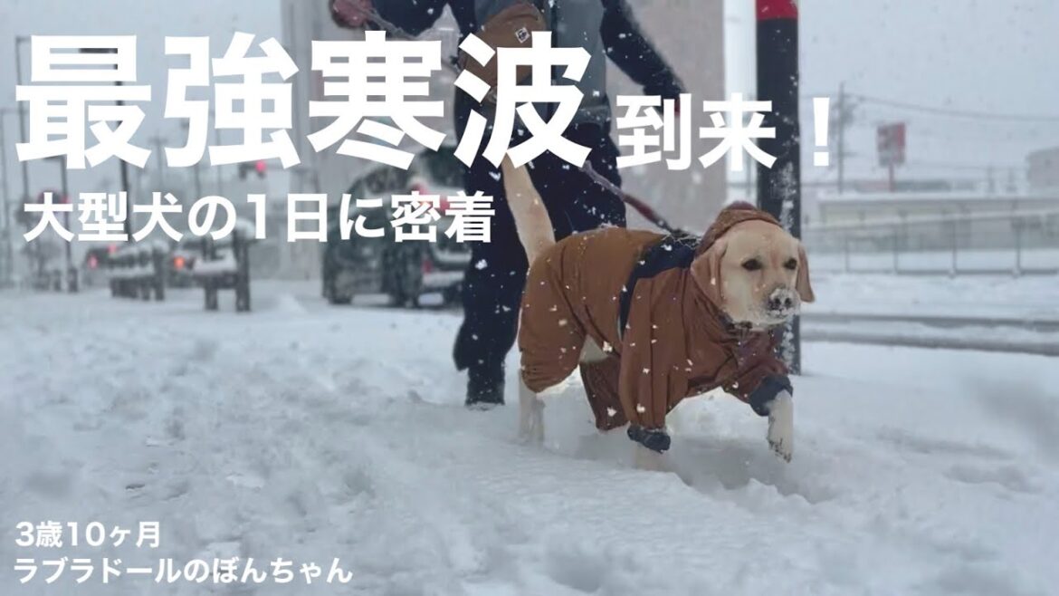 【ラブラドール#159】最強寒波到来！ラブラドールの1日に密着★labrador retriever 大型犬  ラブラドールレトリバー　大雪　雪が降ってきた　雪国