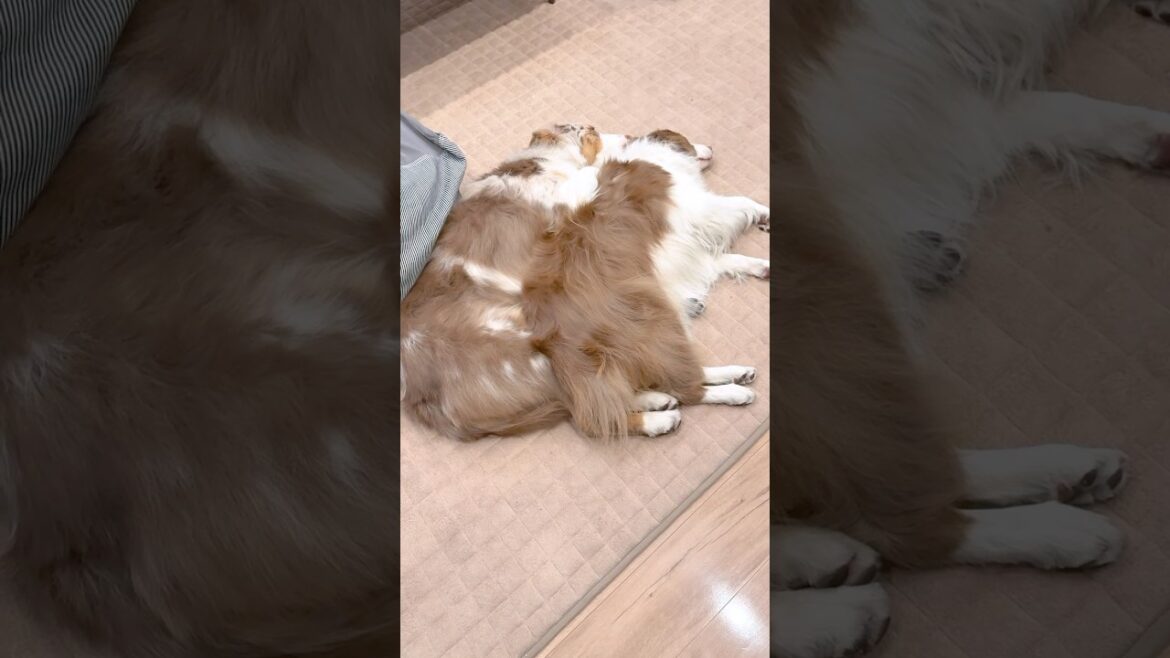仲良しすぎてシンクロしちゃう姉弟犬が可愛い😂♡【ボーダーコリー・オーストラリアンシェパード】#shorts