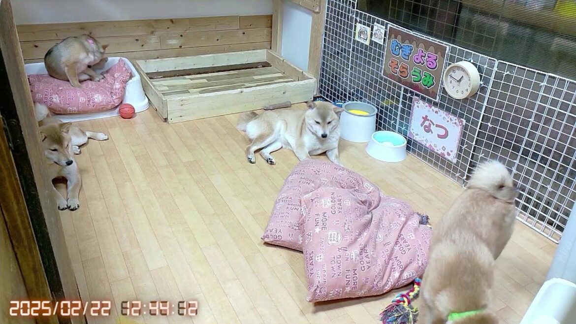 柴犬なつ！子育て生配信【生後166日】沢山遊んで沢山寝る子犬たち！